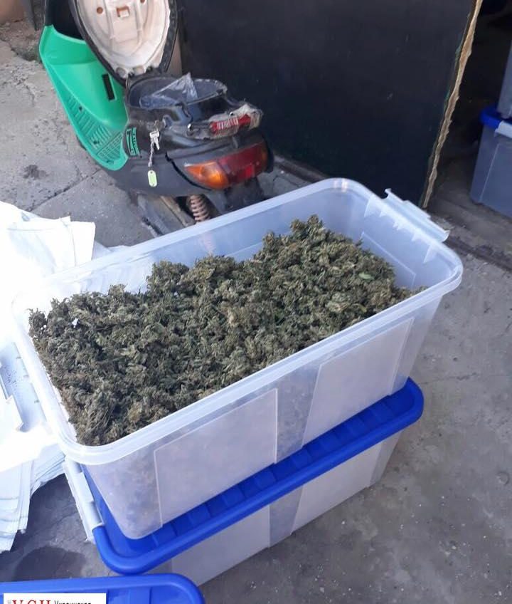 В Одесской области задержан наркоплантатор с 40 килограммами элитной марихуаны (фото) «фото»