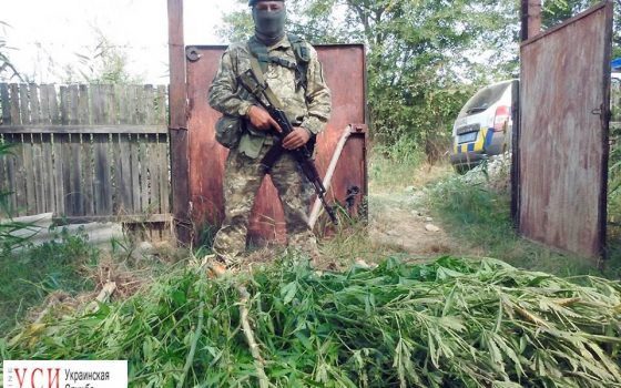 В Одесской области обнаружили наркоплантацию (фото) usionline.com В Одесской области обнаружили наркоплантацию (фото) «фото»