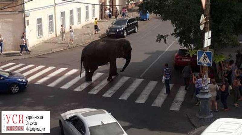 Слон, которого выгуливали у цирка, оказался “ничейным”: животное могут передать в зоопарк «фото»