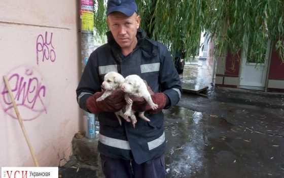 В Черноморске наряд ГСЧС спас от смерти щенков (фото) usionline.com В Черноморске наряд ГСЧС спас от смерти щенков (фото) «фото»