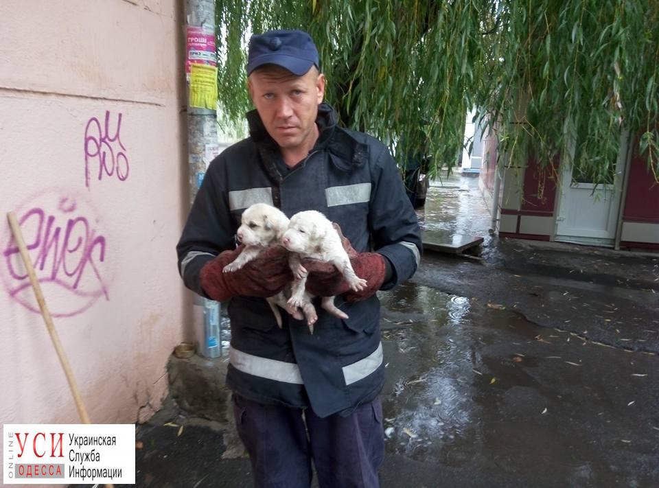 В Черноморске наряд ГСЧС спас от смерти щенков (фото) «фото»