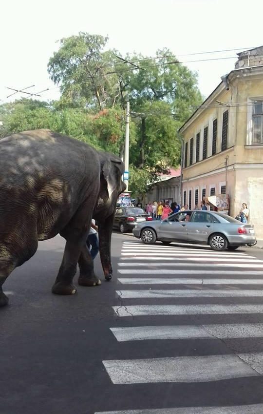 По центру Одессы гуляет слон и мешает проезду автомобилей (фото) «фото»