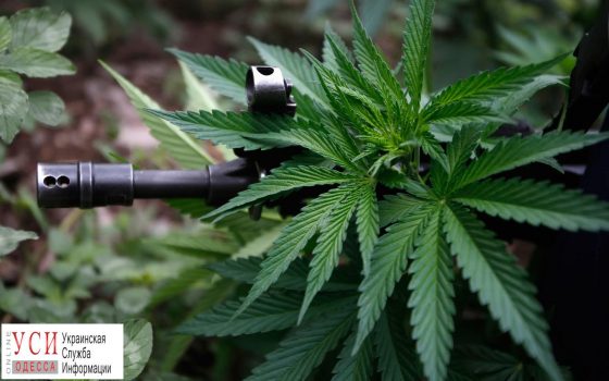 У жителя Одесской области нашли коноплю и оружие «фото»