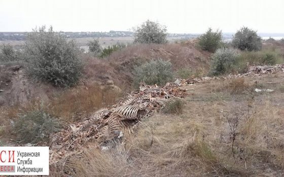 Завод колбас под Одессой превратил побережье лимана в свалку скелетов от животных (фото) «фото»