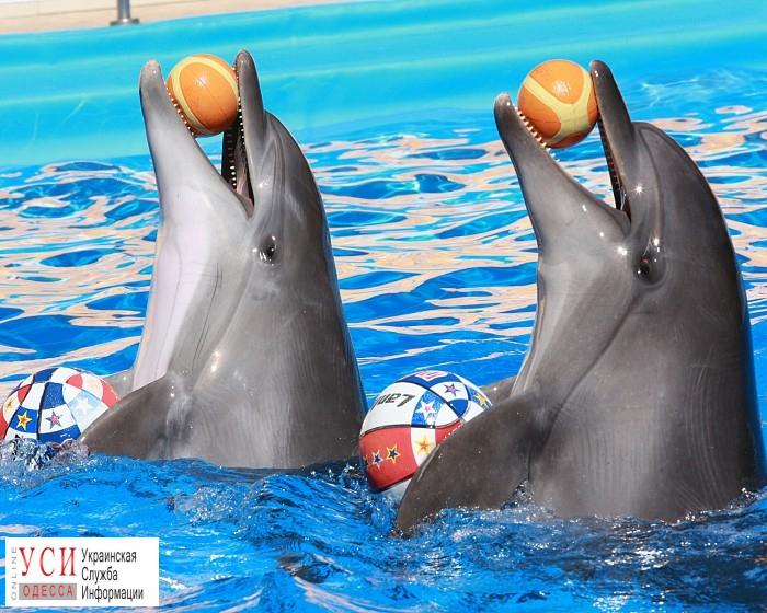 “Немо”: дельфинарий одесского депутата закрылся окончательно «фото»