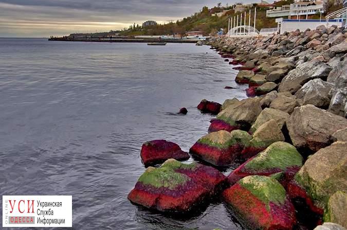 Красные водоросли в Одессе: экологи предупреждают о токсинах (фото) «фото»