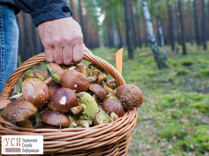 Одесситам не рекомендуют употреблять в пищу лесные грибы «фото»