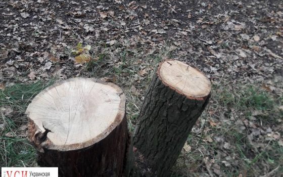 В парке на 411 батарее вырубили деревья (фотофакт) usionline.com В парке на 411 батарее вырубили деревья (фотофакт) «фото»