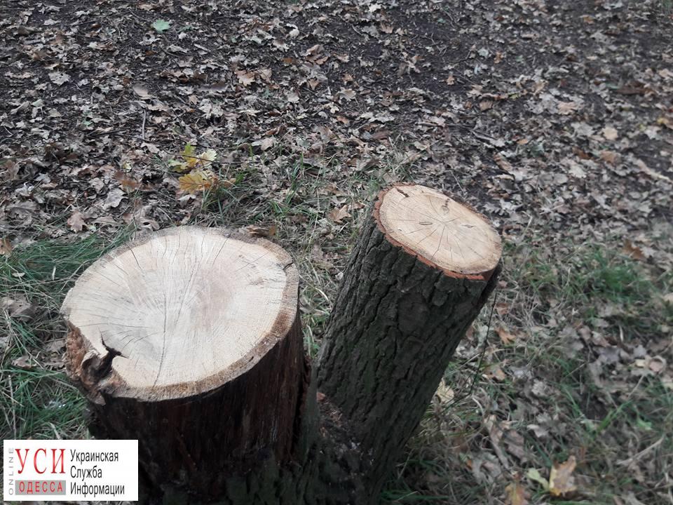 В парке на 411 батарее вырубили деревья (фотофакт) «фото»