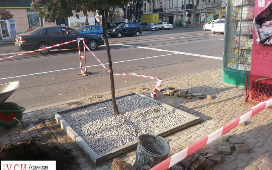 На Тираспольской площади коммунальщики засыпают деревья щебнем – они могут погибнуть (фото) «фото»