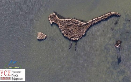 Посреди Тузловских лиманов волонтеры создали искусственный остров в виде фазана (фото) «фото»