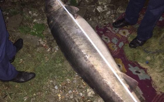 Браконьеры выловили в Дунае 100-килограммовую белугу (фото) «фото»