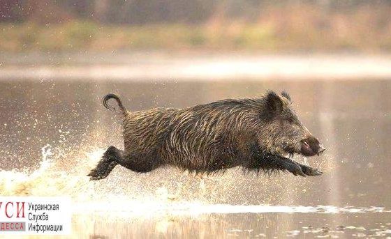 АЧС: в Одесской области начнут отстрел диких кабанов и зарежут свиней «фото»