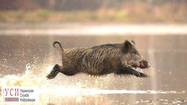 АЧС: в Одесской области начнут отстрел диких кабанов и зарежут свиней «фото»