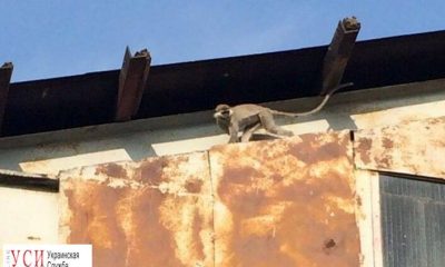 В Черноморске обнаружили бездомную мартышку (фото) usionline.com В Черноморске обнаружили бездомную мартышку (фото) «фото»