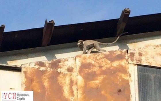 В Черноморске обнаружили бездомную мартышку (фото) «фото»