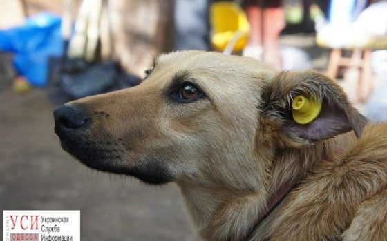 В Одессе будут 4 месяца бесплатно стерилизовать и прививать от бешенства бродячих котов и собак «фото»