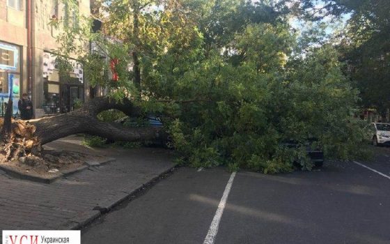 В центре Одессы упало дерево: 4 автомобиля повреждены, улица перекрыта «фото»