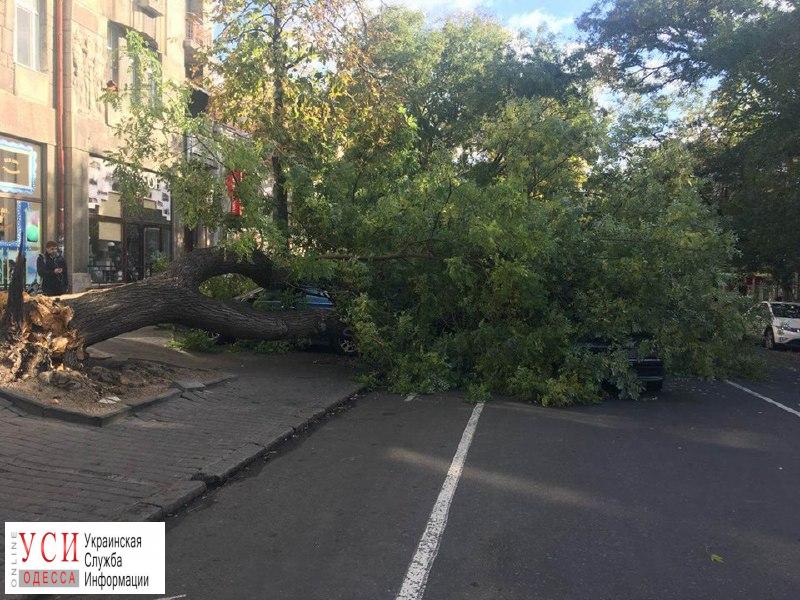 В центре Одессы упало дерево: 4 автомобиля повреждены, улица перекрыта «фото»