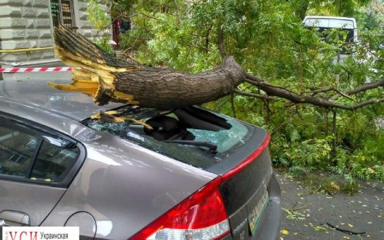 В центре Одессы еще одно дерево упало на автомобиль (фото) «фото»