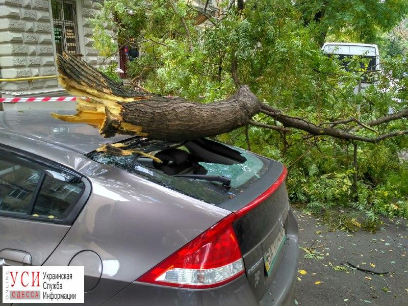 В центре Одессы еще одно дерево упало на автомобиль (фото) «фото»