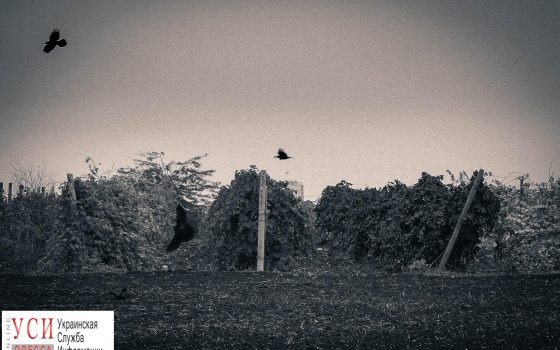 Жуткая Одесса: страшные истории без мистики и легенд «фото»