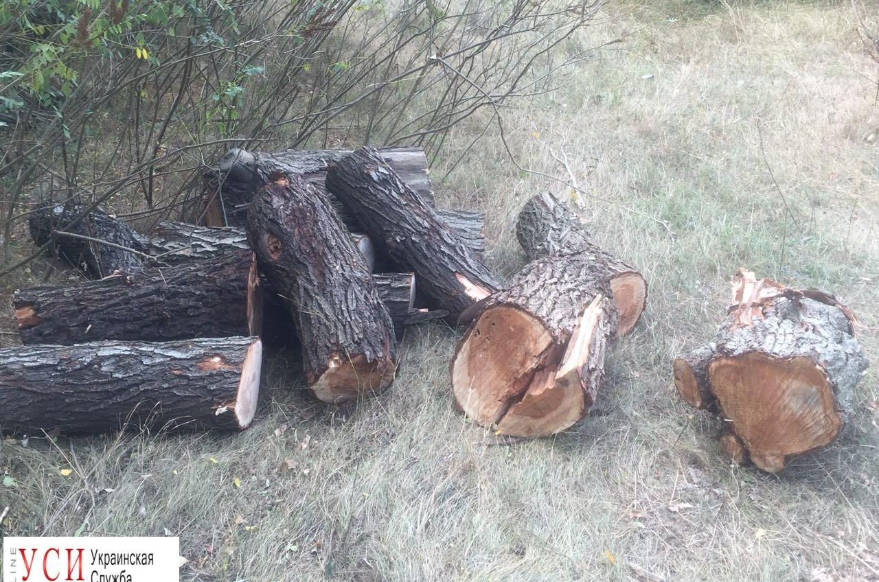 Одесские пограничники остановили незаконную вырубку деревьев на берегу Дуная (фото) «фото»