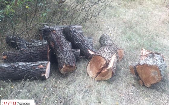 Одесские пограничники остановили незаконную вырубку деревьев на берегу Дуная (фото) usionline.com Одесские пограничники остановили незаконную вырубку деревьев на берегу Дуная (фото) «фото»