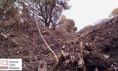 Одесская дорожная фирма уничтожила сотни деревьев на трассе “Одесса-Рени” (фото) «фото»