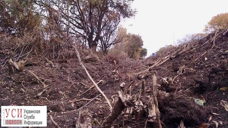 Одесская дорожная фирма уничтожила сотни деревьев на трассе “Одесса-Рени” (фото) «фото»