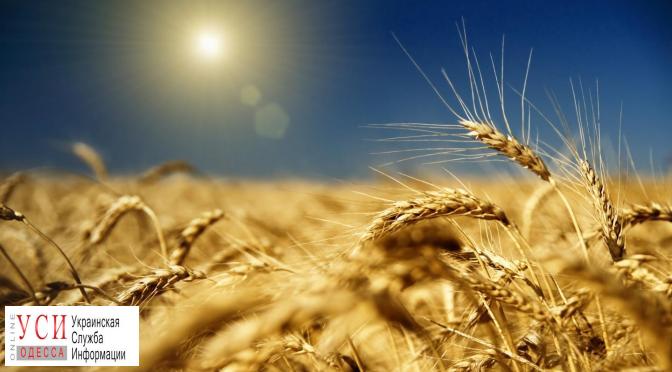 Одесская область собрала наибольший урожай зерна в стране «фото»