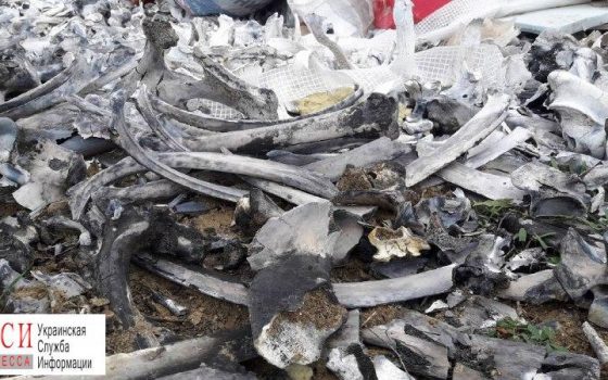 Токсичная свалка скелетов у колбасного завода под Одессой стала еще больше (фото) «фото»