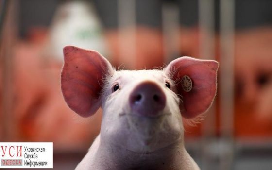 Село под Одессой, где из-за чумы убили 254 свиньи, выйдет из карантина «фото»