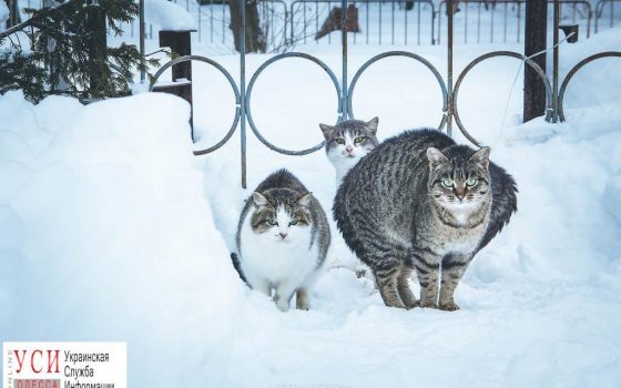 Коммунальщикам поручили заботиться о бездомных котах зимой «фото»