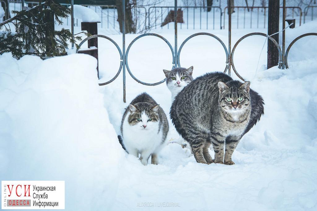 Коммунальщикам поручили заботиться о бездомных котах зимой «фото»
