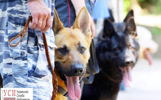 На Привозе вместо бомбы нашли ружья и патроны «фото»