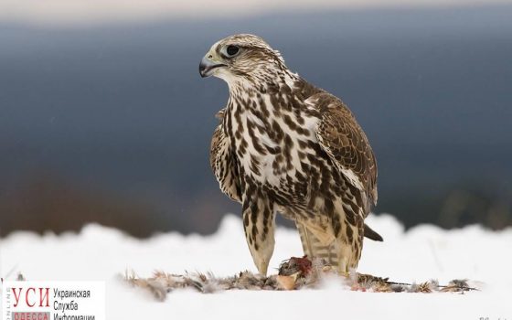 В “Тузловских лиманах” появились три краснокнижных сокола «фото»