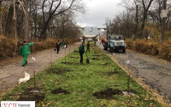 В Одессе появилась еще одна аллея сакур (фото) «фото»