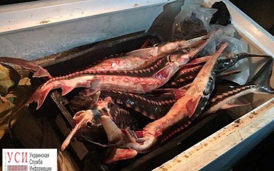 Арестовали компанию, которая продавала краснокнижную рыбу на территории Одесской области «фото»