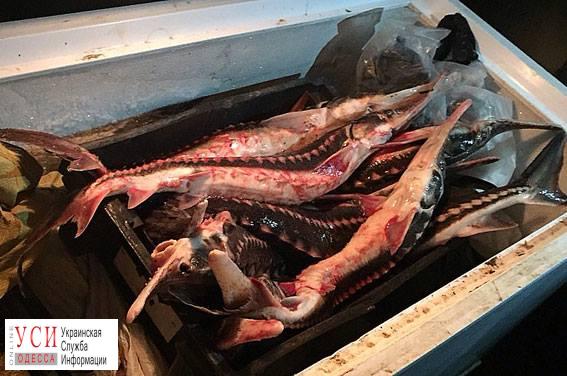 Арестовали компанию, которая продавала краснокнижную рыбу на территории Одесской области «фото»