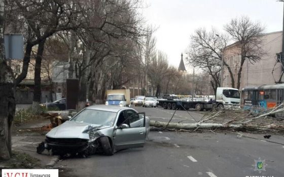 Пьяный водитель снес дерево, перекрыв проезжую часть (фото) «фото»