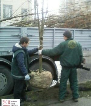 “Горзелентрест” высаживает деревья в центре Одессы (фото) «фото»