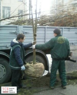“Горзелентрест” высаживает деревья в центре Одессы (фото) «фото»