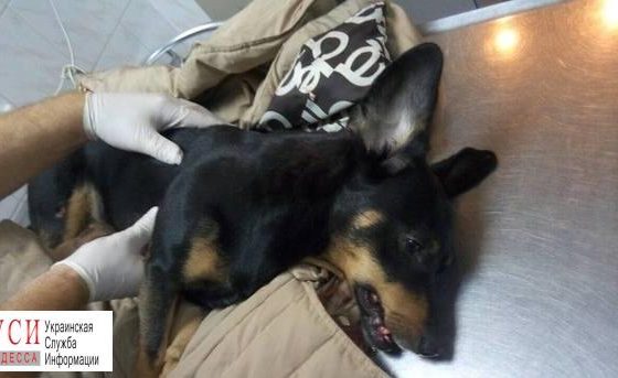 Хозяина собаки, который выкинул животное с 7 этажа, привлекут к ответственности (фото) «фото»