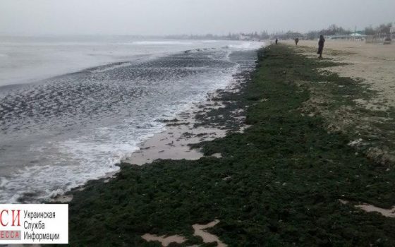 В Лузановке массовый выброс водорослей (фото) «фото»