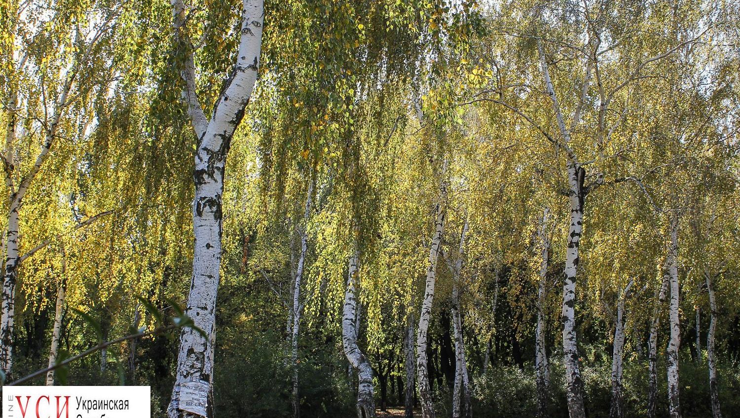 Сладкий ноябрь: как одесские парки “укрылись золотом” (фоторепортаж) «фото»