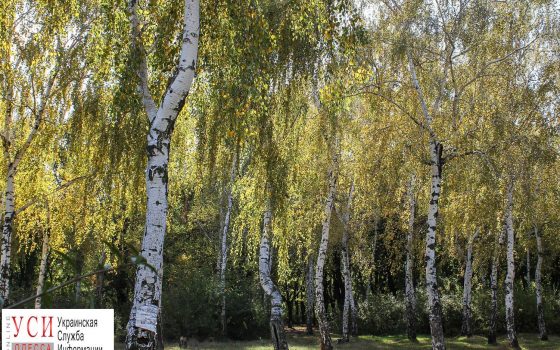 Сладкий ноябрь: как одесские парки “укрылись золотом” (фоторепортаж) «фото»