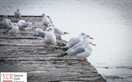 Неделя до зимы: как Одесса прощается с осенью (фоторепортаж) «фото»