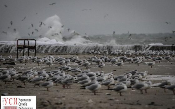 Сила стихии: на одесском побережье мощный шторм (фоторепортаж) «фото»