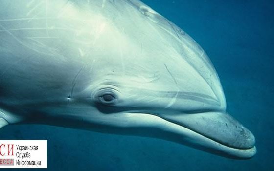 Под Одессой в сетях запутался дельфин – его не могут освободить уже сутки «фото»
